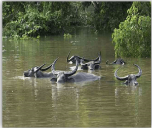 Assam Flood 2020- A Conceptual Study
